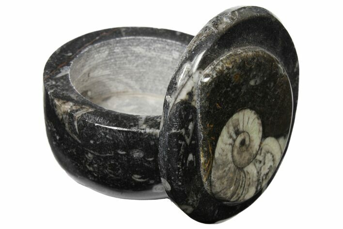 Small Fossil Goniatite Jar (Black) - Stoneware #123557